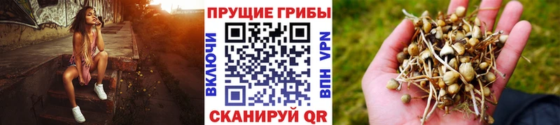 Псилоцибиновые грибы Magic Shrooms  Купить закладки  Константиновск 